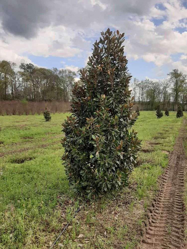 magnolia-grandiflora-little-gem-southern-magnolia-little-gem-southern-magnolia