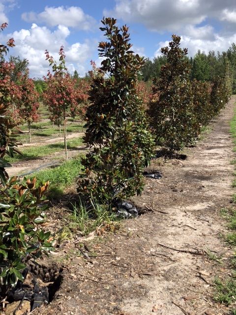 magnolia-grandiflora-little-gem-southern-magnolia-little-gem-southern-magnolia