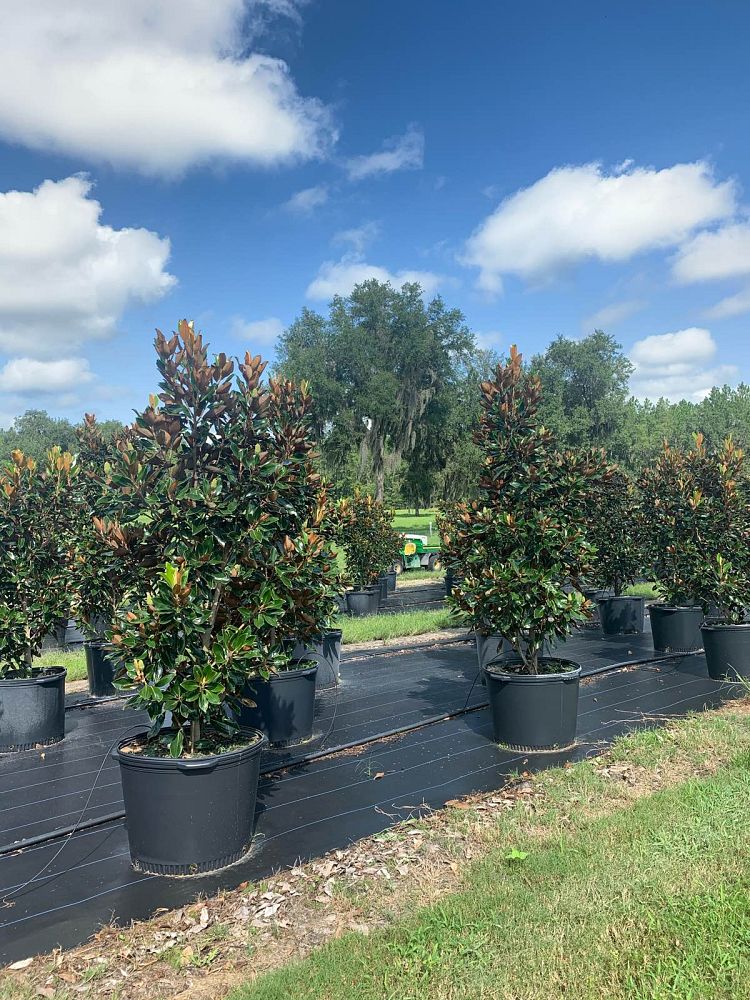 magnolia-grandiflora-little-gem-southern-magnolia-little-gem-southern-magnolia