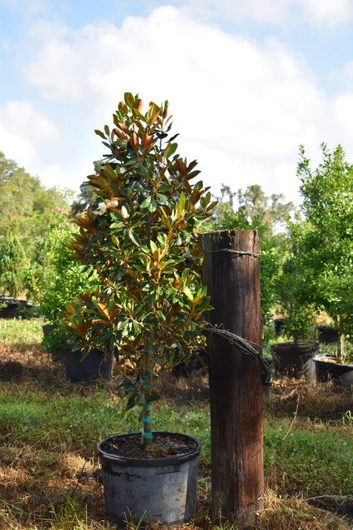 magnolia-grandiflora-little-gem-southern-magnolia-little-gem-southern-magnolia