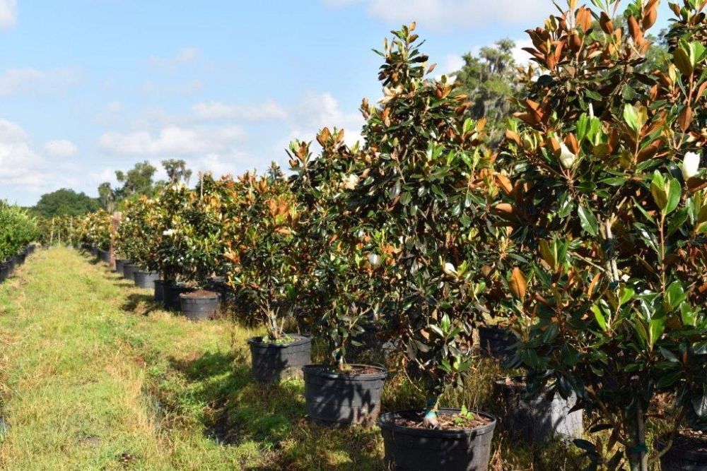 magnolia-grandiflora-little-gem-southern-magnolia-little-gem-southern-magnolia