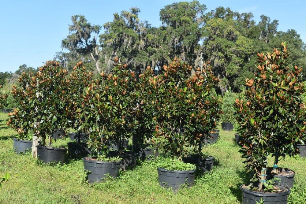 magnolia-grandiflora-little-gem-southern-magnolia-little-gem-southern-magnolia