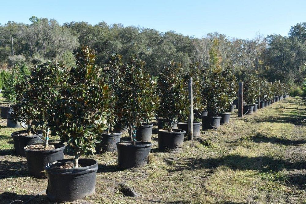 magnolia-grandiflora-little-gem-southern-magnolia-little-gem-southern-magnolia