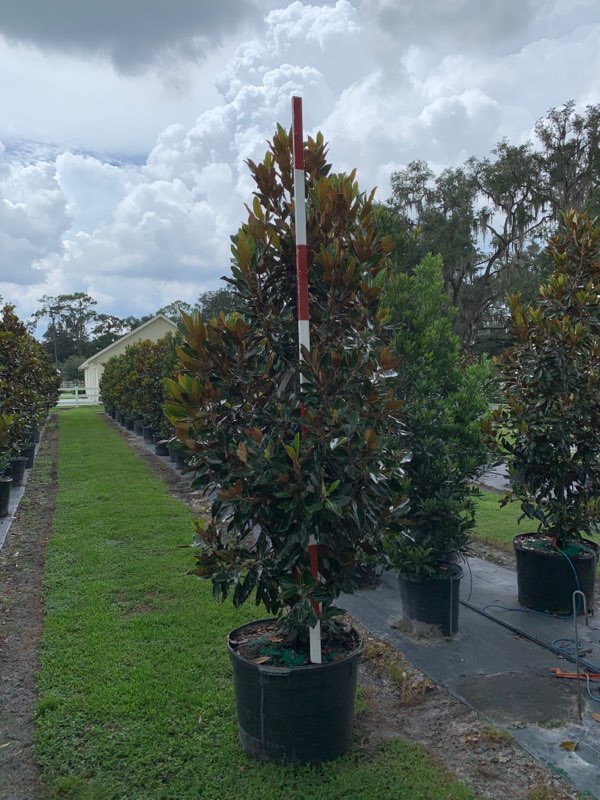 magnolia-grandiflora-little-gem-southern-magnolia-little-gem-southern-magnolia