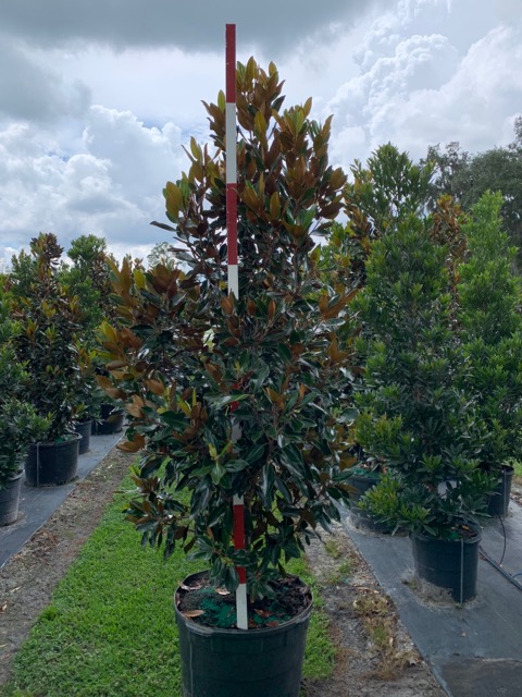 magnolia-grandiflora-little-gem-southern-magnolia-little-gem-southern-magnolia