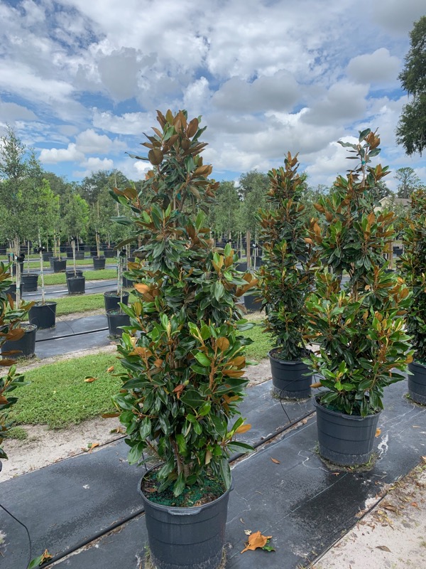 magnolia-grandiflora-little-gem-southern-magnolia-little-gem-southern-magnolia