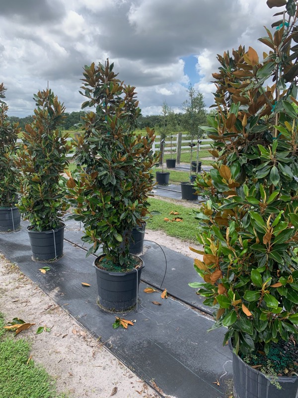 magnolia-grandiflora-little-gem-southern-magnolia-little-gem-southern-magnolia