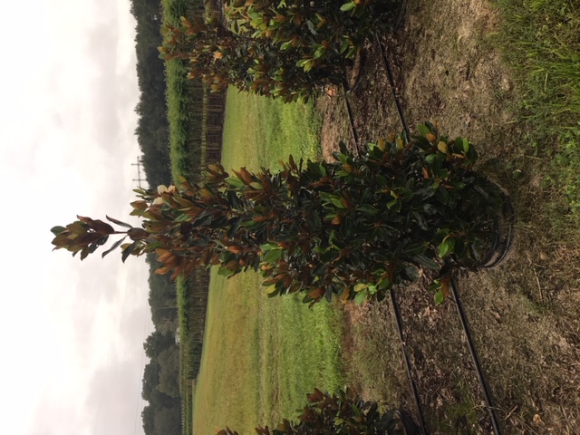 magnolia-grandiflora-little-gem-southern-magnolia-little-gem-southern-magnolia