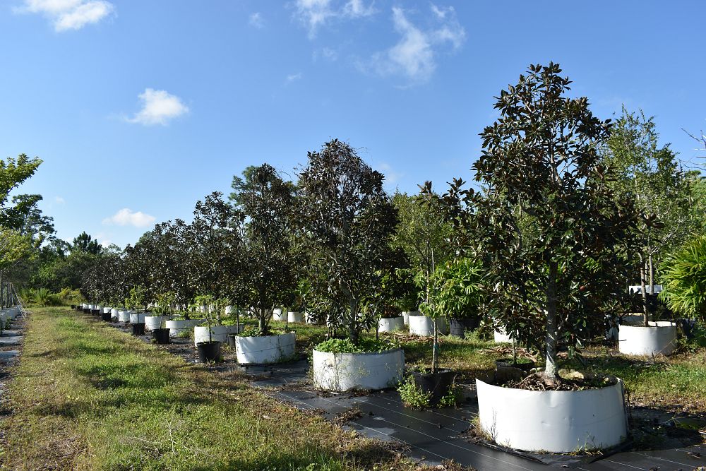 magnolia-grandiflora-little-gem-southern-magnolia-little-gem-southern-magnolia