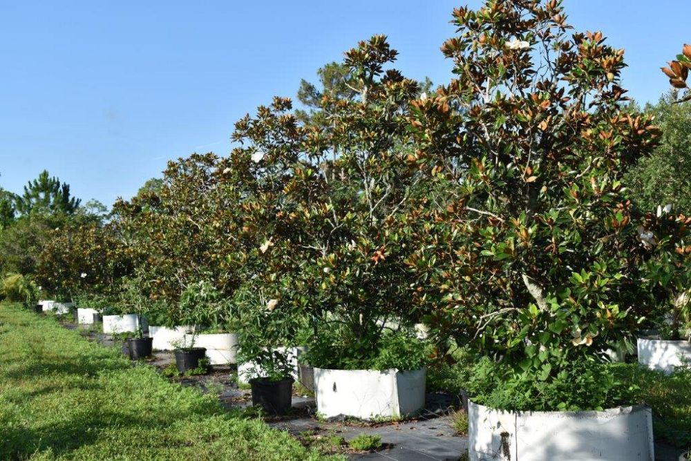 magnolia-grandiflora-little-gem-southern-magnolia-little-gem-southern-magnolia