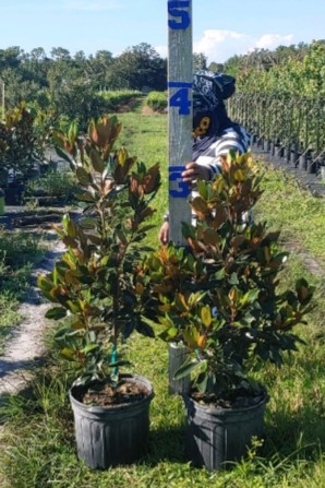 magnolia-grandiflora-little-gem-southern-magnolia-little-gem-southern-magnolia