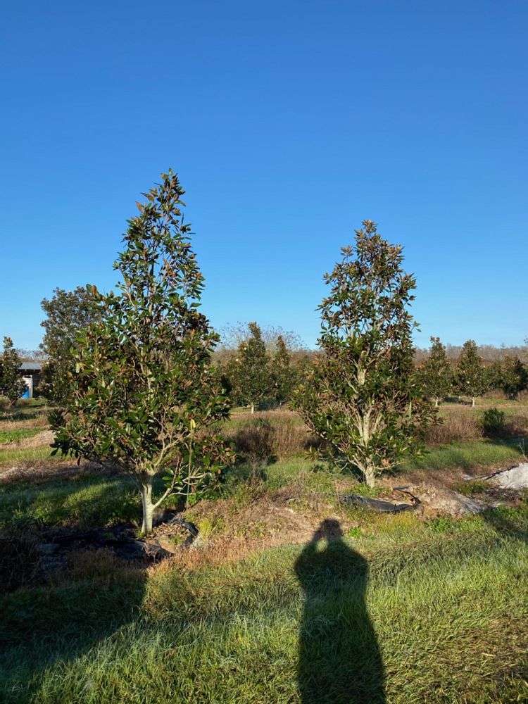 magnolia-grandiflora-little-gem-southern-magnolia-little-gem-southern-magnolia