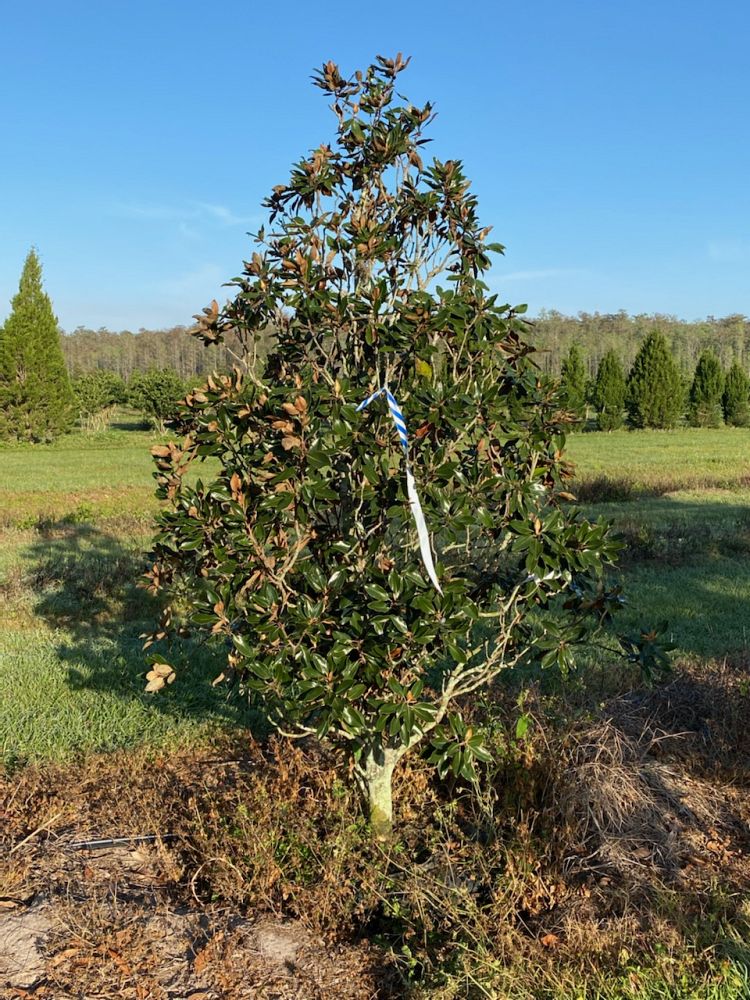 magnolia-grandiflora-little-gem-southern-magnolia-little-gem-southern-magnolia