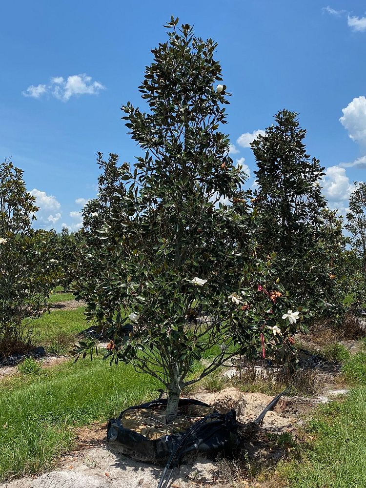 magnolia-grandiflora-little-gem-southern-magnolia-little-gem-southern-magnolia