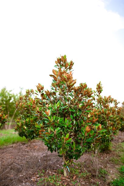magnolia-grandiflora-little-gem-southern-magnolia-little-gem-southern-magnolia