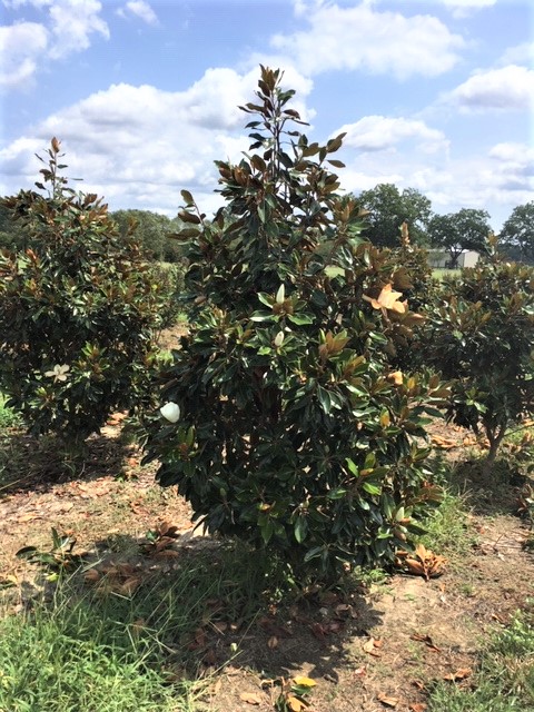 magnolia-grandiflora-little-gem-southern-magnolia-little-gem-southern-magnolia