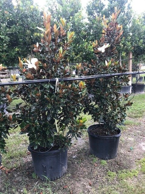 magnolia-grandiflora-little-gem-southern-magnolia-little-gem-southern-magnolia