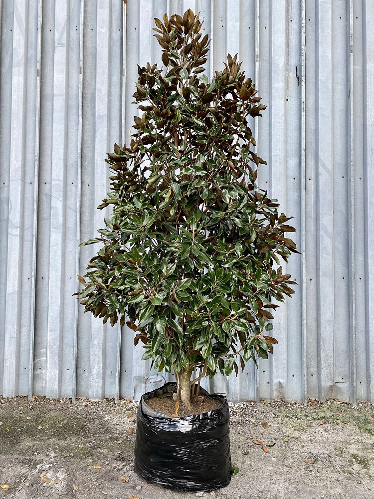 magnolia-grandiflora-little-gem-southern-magnolia-little-gem-southern-magnolia