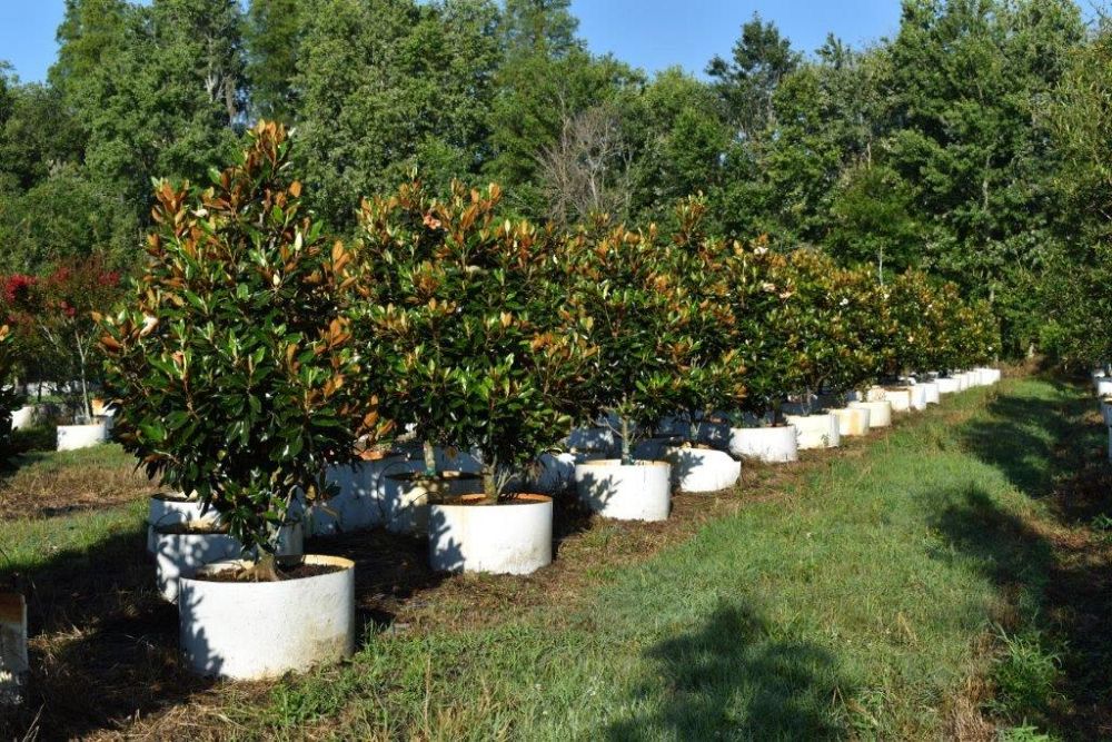 magnolia-grandiflora-little-gem-southern-magnolia-little-gem-southern-magnolia