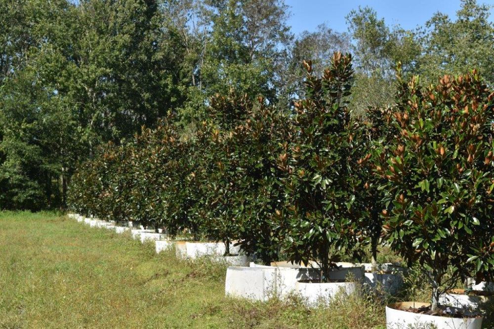 magnolia-grandiflora-little-gem-southern-magnolia-little-gem-southern-magnolia