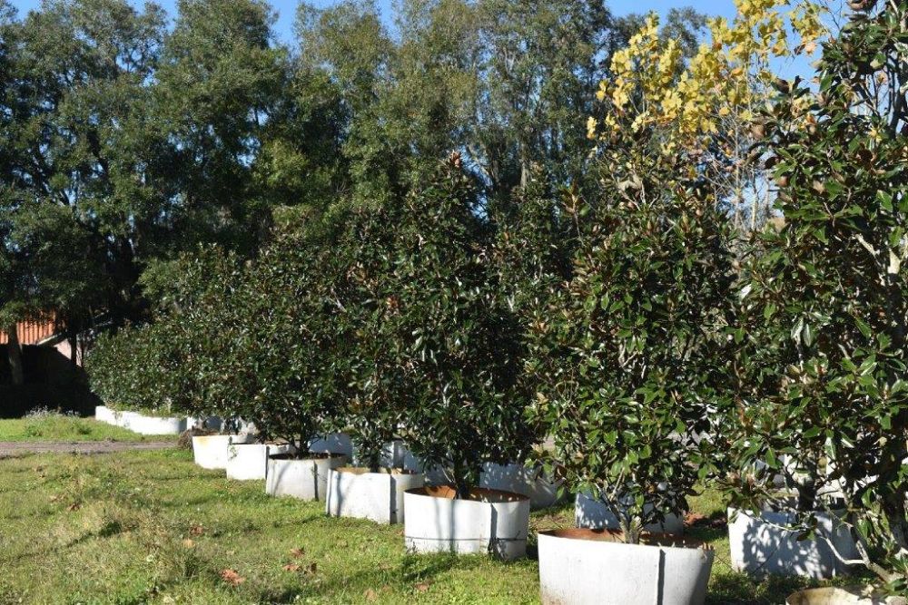 magnolia-grandiflora-little-gem-southern-magnolia-little-gem-southern-magnolia