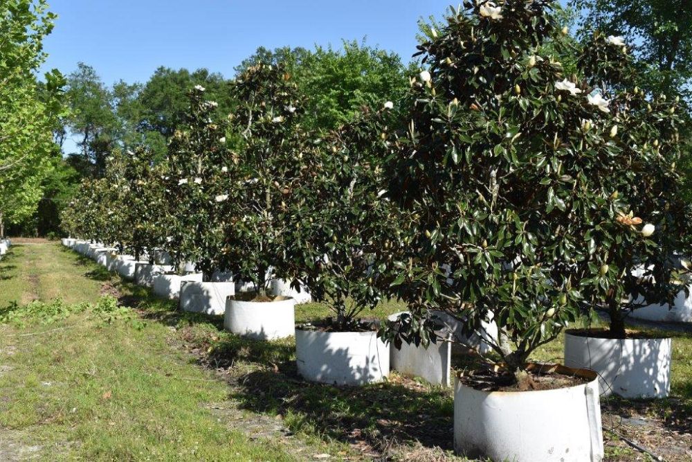 magnolia-grandiflora-little-gem-southern-magnolia-little-gem-southern-magnolia