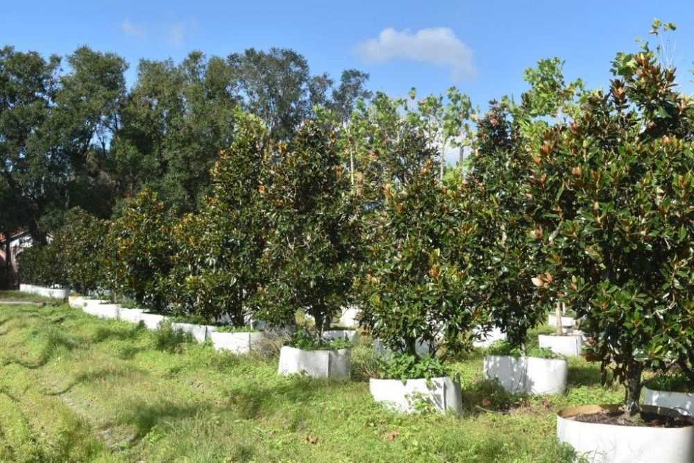 magnolia-grandiflora-little-gem-southern-magnolia-little-gem-southern-magnolia