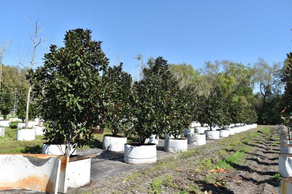 magnolia-grandiflora-little-gem-southern-magnolia-little-gem-southern-magnolia