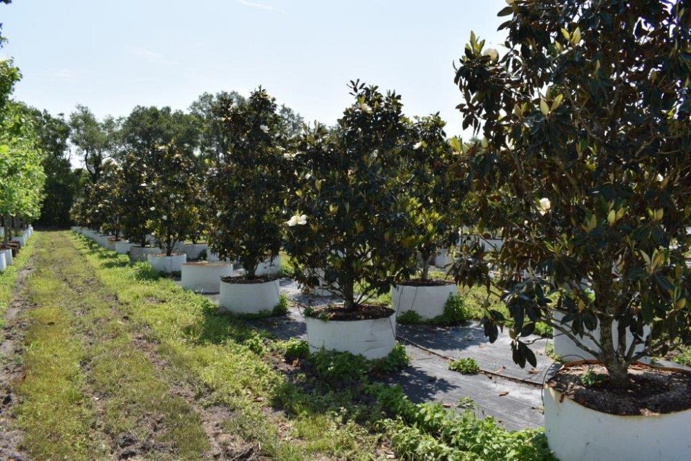 magnolia-grandiflora-little-gem-southern-magnolia-little-gem-southern-magnolia