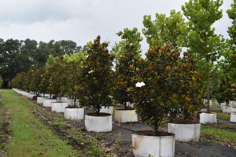 magnolia-grandiflora-little-gem-southern-magnolia-little-gem-southern-magnolia