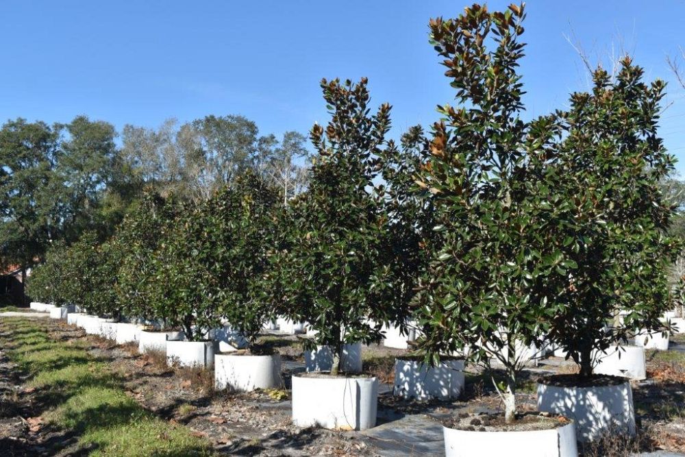 magnolia-grandiflora-little-gem-southern-magnolia-little-gem-southern-magnolia