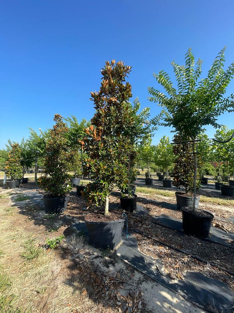 magnolia-grandiflora-little-gem-southern-magnolia-little-gem-southern-magnolia