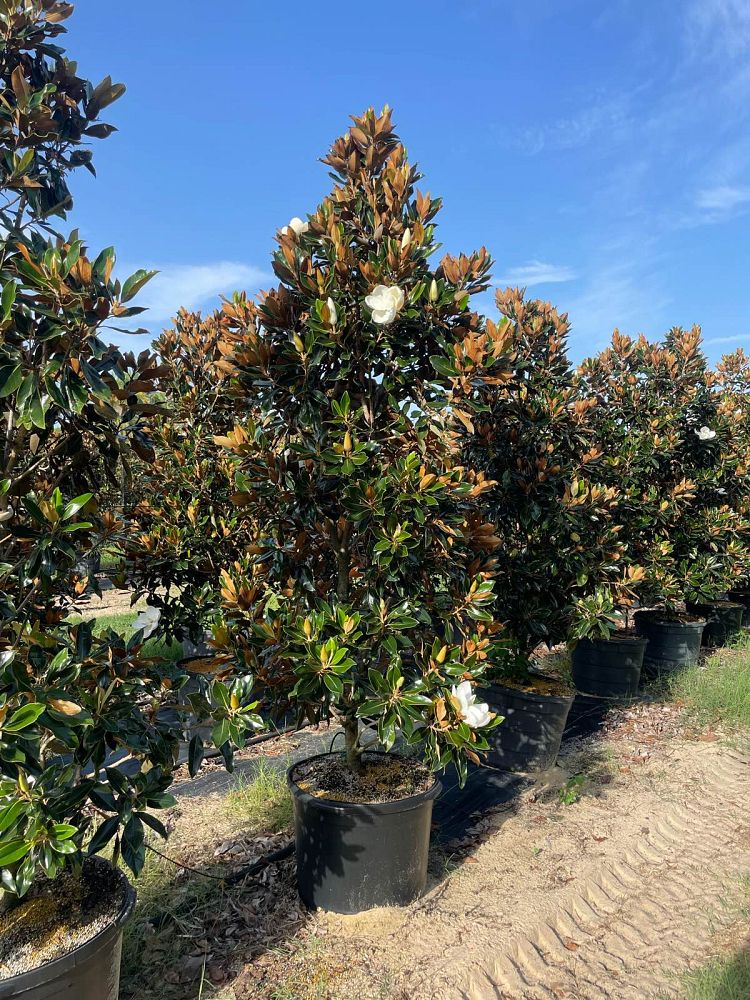magnolia-grandiflora-little-gem-southern-magnolia-little-gem-southern-magnolia