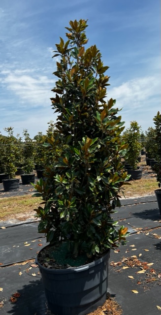 magnolia-grandiflora-little-gem-southern-magnolia-little-gem-southern-magnolia