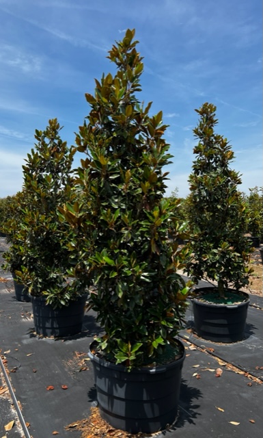 magnolia-grandiflora-little-gem-southern-magnolia-little-gem-southern-magnolia
