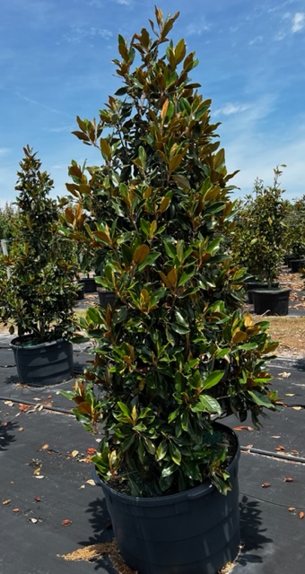 magnolia-grandiflora-little-gem-southern-magnolia-little-gem-southern-magnolia