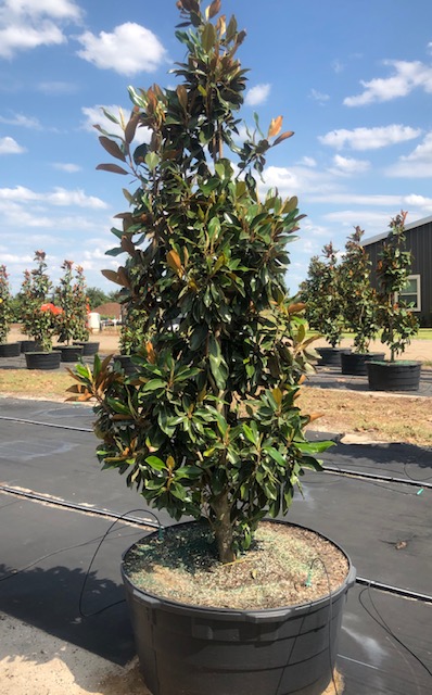 magnolia-grandiflora-little-gem-southern-magnolia-little-gem-southern-magnolia
