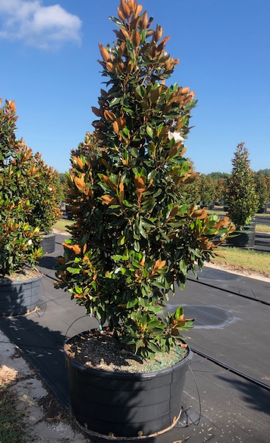 magnolia-grandiflora-little-gem-southern-magnolia-little-gem-southern-magnolia