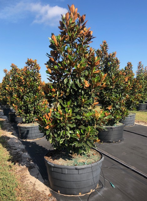 magnolia-grandiflora-little-gem-southern-magnolia-little-gem-southern-magnolia