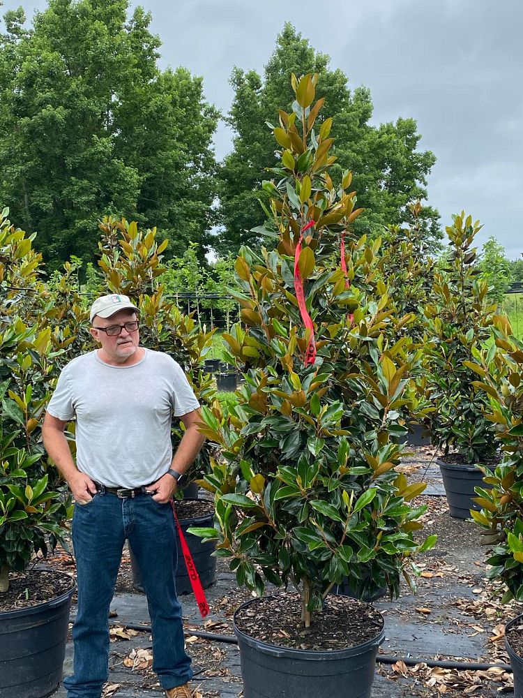 magnolia-grandiflora-little-gem-southern-magnolia-little-gem-southern-magnolia