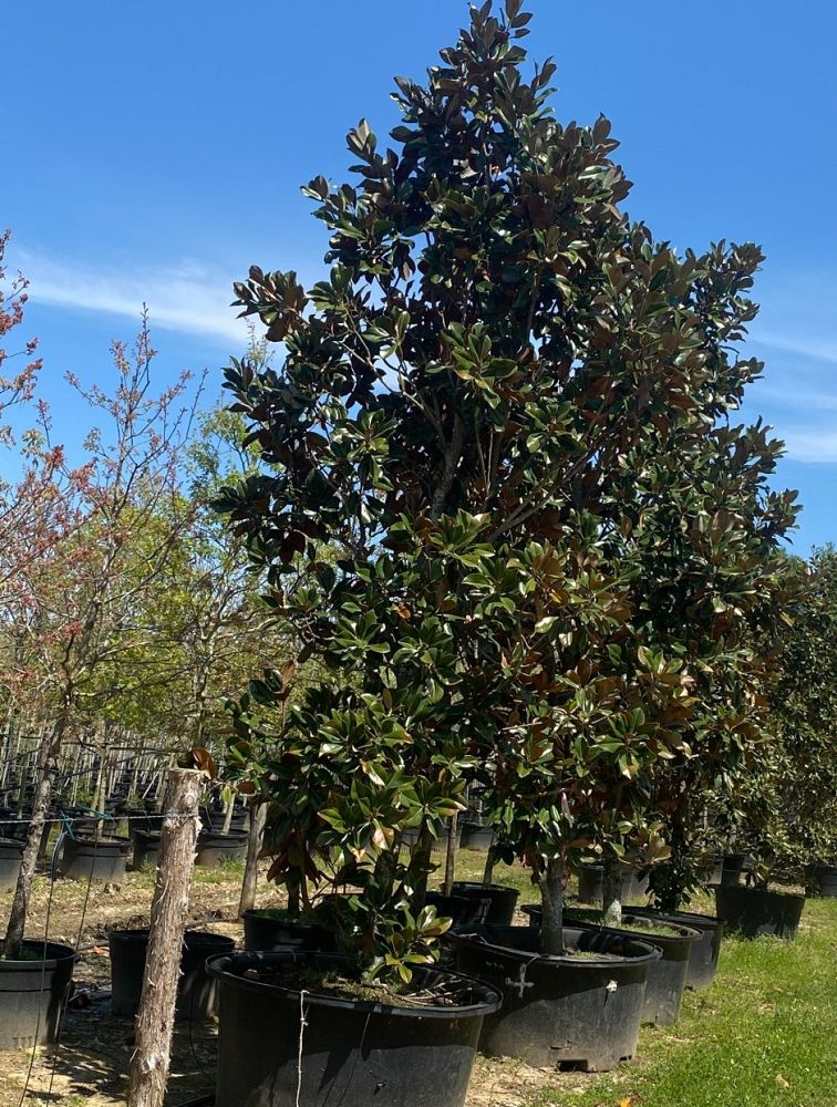 magnolia-grandiflora-little-gem-southern-magnolia-little-gem-southern-magnolia