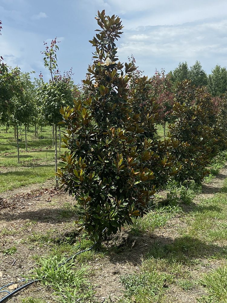 magnolia-grandiflora-little-gem-southern-magnolia-little-gem-southern-magnolia