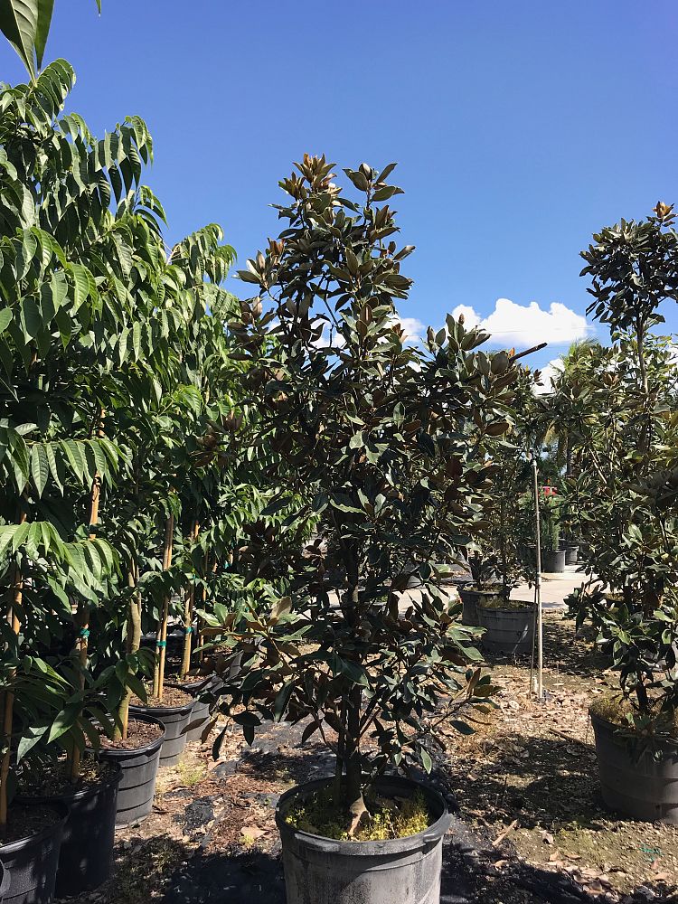 magnolia-grandiflora-little-gem-southern-magnolia-little-gem-southern-magnolia