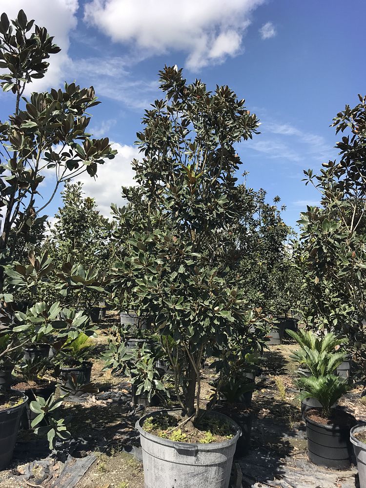 magnolia-grandiflora-little-gem-southern-magnolia-little-gem-southern-magnolia