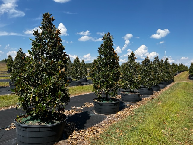 magnolia-grandiflora-little-gem-southern-magnolia-little-gem-southern-magnolia