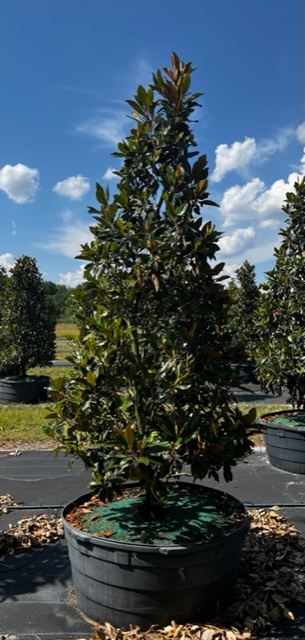 magnolia-grandiflora-little-gem-southern-magnolia-little-gem-southern-magnolia