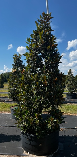 magnolia-grandiflora-little-gem-southern-magnolia-little-gem-southern-magnolia