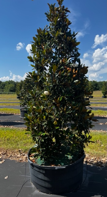 magnolia-grandiflora-little-gem-southern-magnolia-little-gem-southern-magnolia