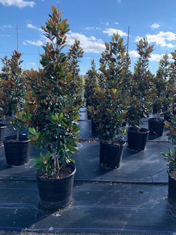 magnolia-grandiflora-little-gem-southern-magnolia-little-gem-southern-magnolia