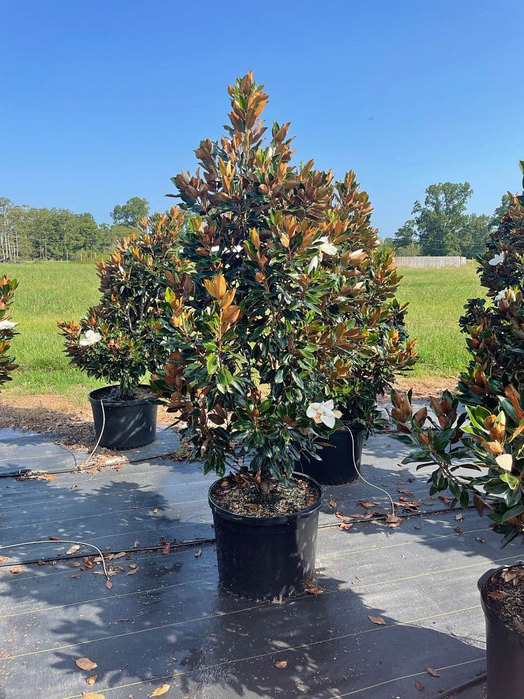 magnolia-grandiflora-little-gem-southern-magnolia-little-gem-southern-magnolia